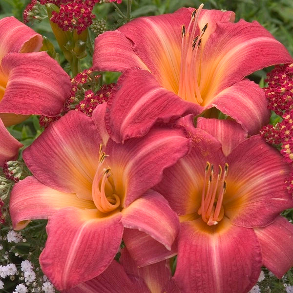 Carlotta - Daylily