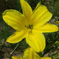 Chartreuse Magic Daylily - Heritage Collection