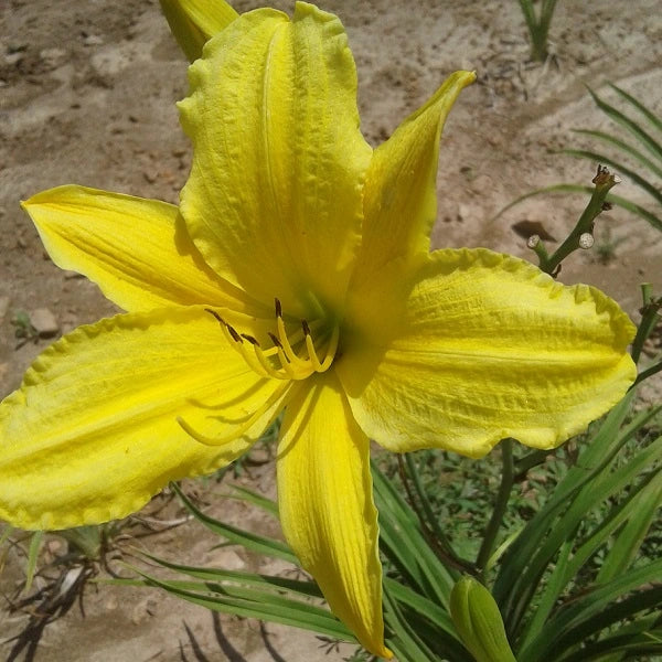 Chartreuse Magic Daylily