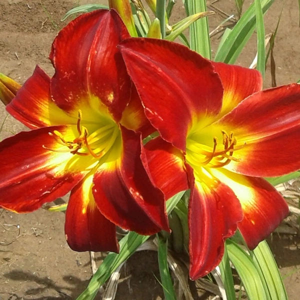 Cherokee Star Daylily