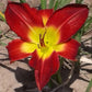 Cherokee Star Daylily