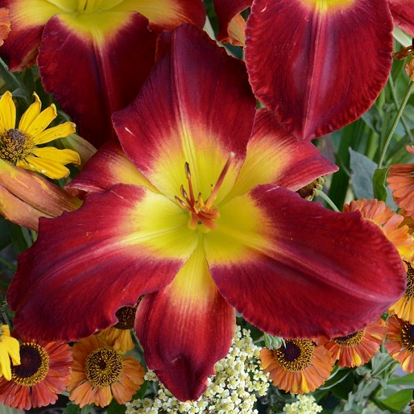 Cherokee Star Daylily