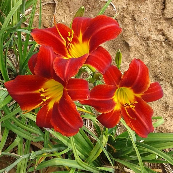 Chicago Apache - Daylily