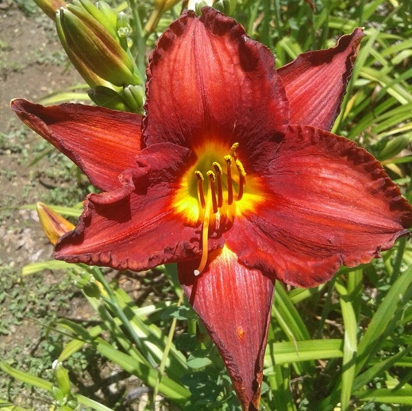 Chicago Apache - Daylily