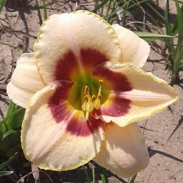 Custard Candy Daylily