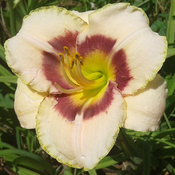 Custard Candy Daylily