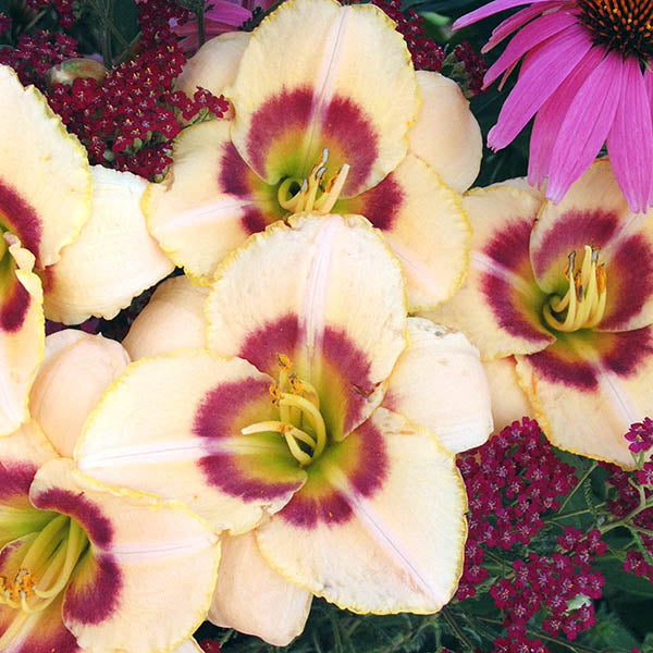 Custard Candy Daylily