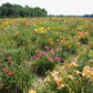 75 Groundcover Daylily