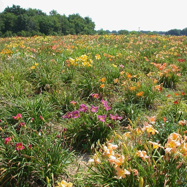 50 Groundcover Daylily