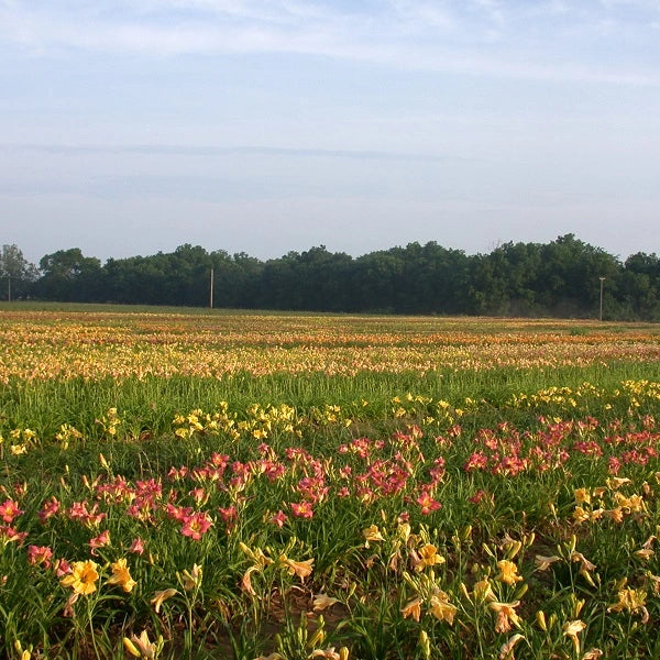 75 Groundcover Daylily