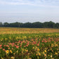 50 Groundcover Daylily