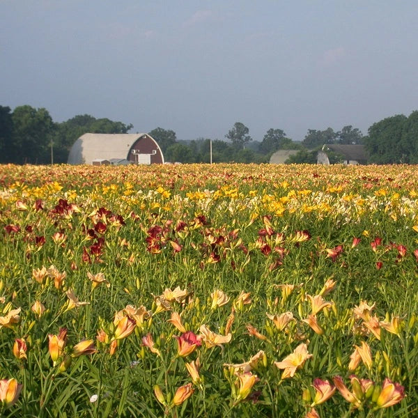 75 Groundcover Daylily