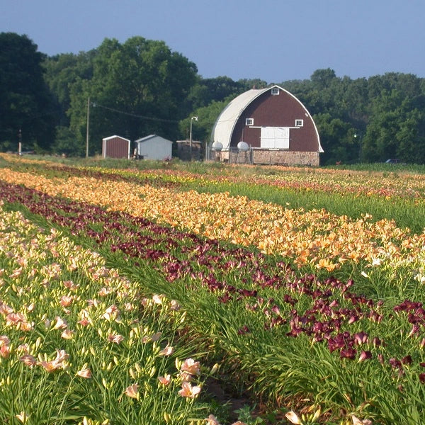 50 Groundcover Daylily