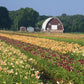 25 Groundcover Daylily