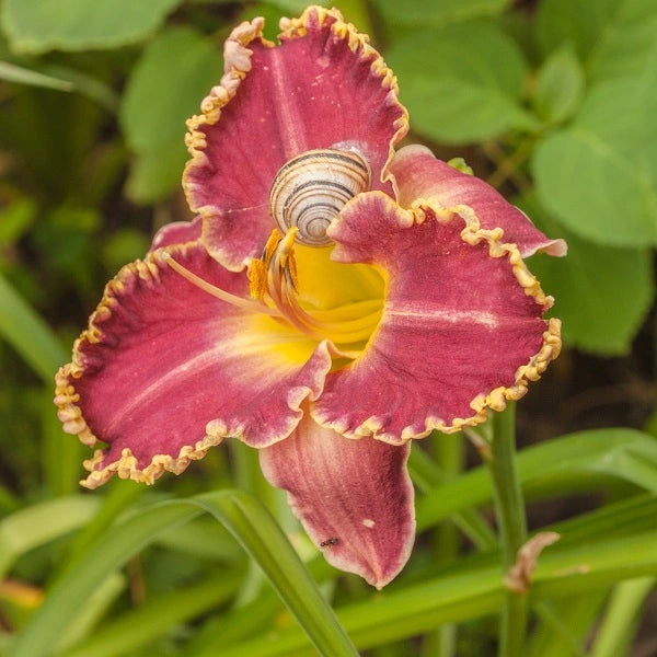 Daria - Daylily