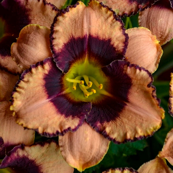 Daring Deception - Daylily