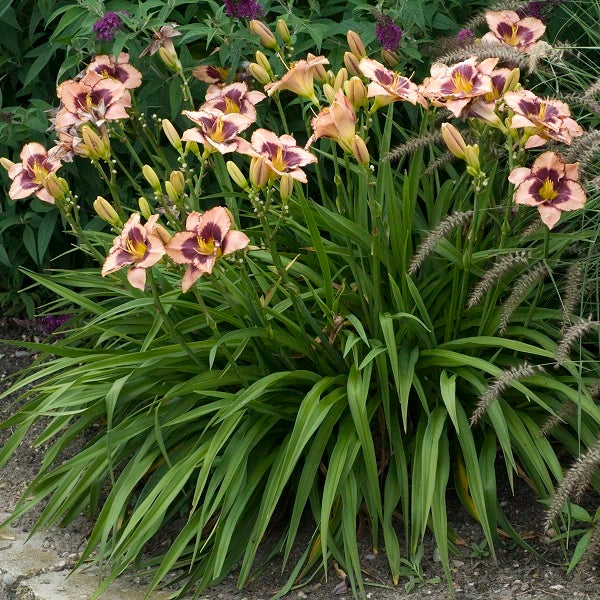 Daring Deception - Daylily