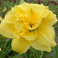 Double Charm - Daylily