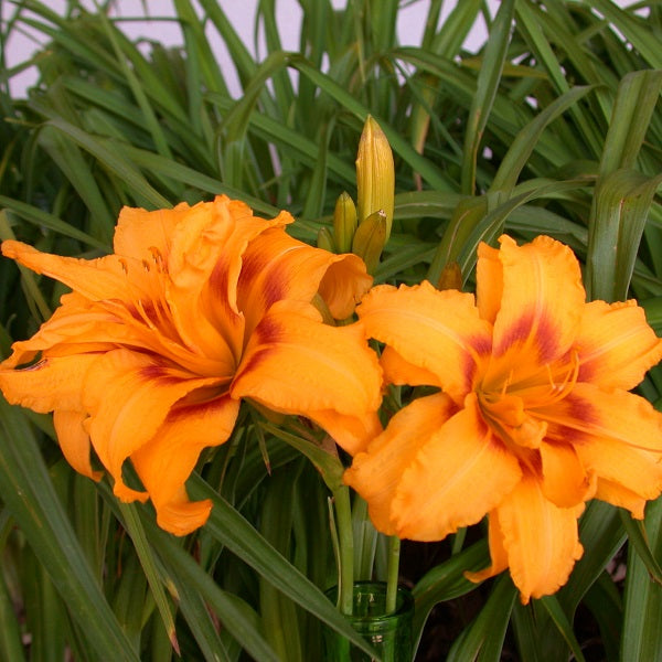 Double Dixie Premium Daylily