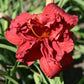 Double Firecracker - Daylily