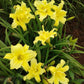 Double Jackpot Daylily