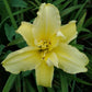 Double Jackpot Daylily