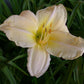 Peachalicious Daylily Bundle - Save $40