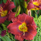 Duke of Earl Daylily