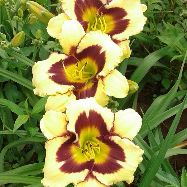 El Desperado - Daylily