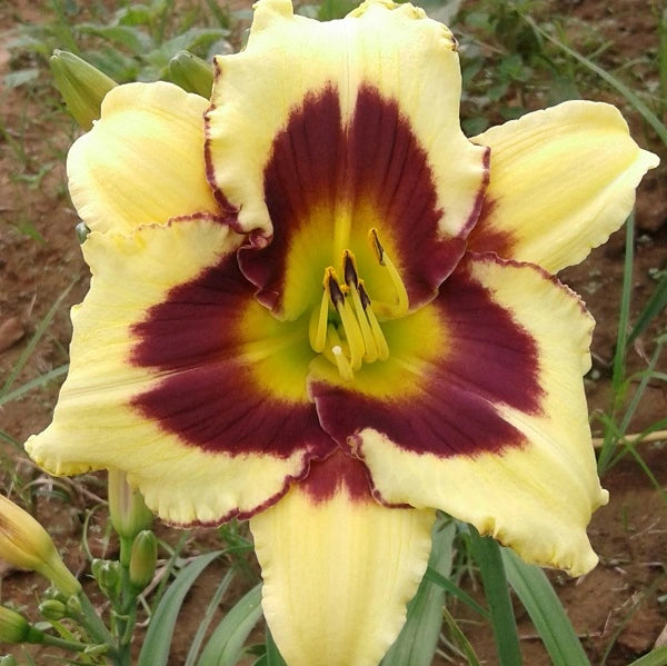 El Desperado - Daylily