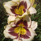 El Desperado - Daylily