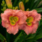 Elegant Candy - Daylily