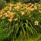 Elegant Candy - Daylily