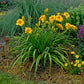 Elegant Explosion Daylily