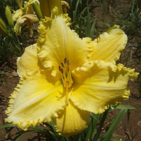 Erin Lea - Daylily