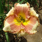 Eskimo Kisses Premium Daylily