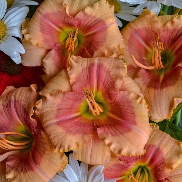 Exotic Candy - Daylily