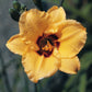 Exotic Love Premium Daylily