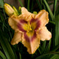 Eyes of Fury - Daylily