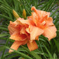 Flower Basket Premium Daylily