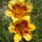 Fooled Me - Daylily