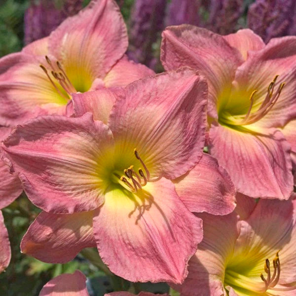 French Tudor - Daylily