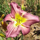 Garden Show Daylily