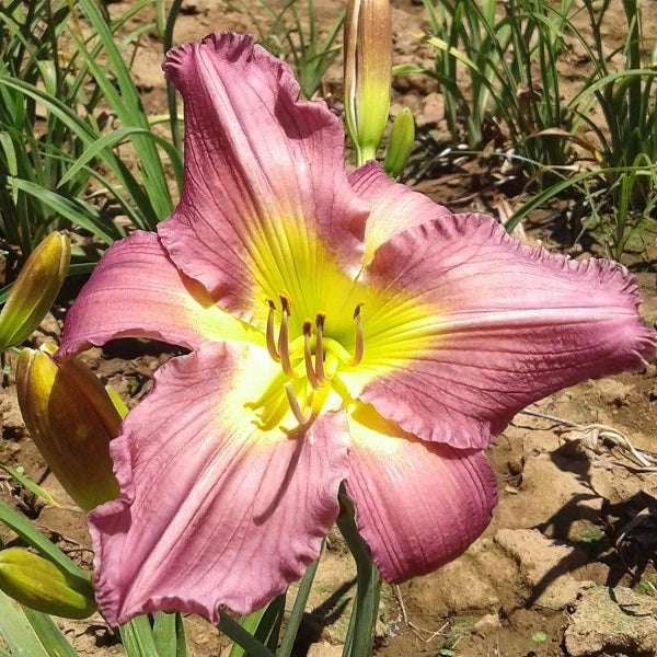 Garden Show Daylily