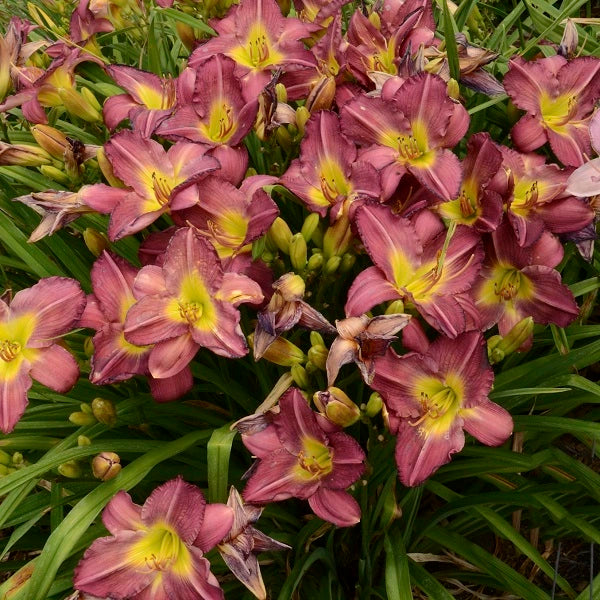 Garden Show Daylily