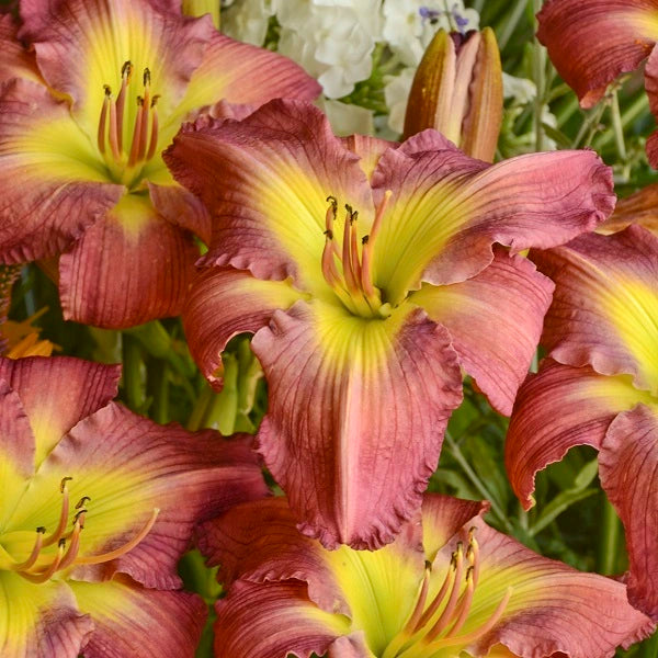 Garden Show Daylily