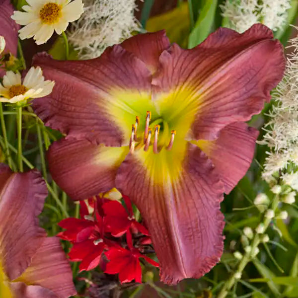 Garden Show Daylily