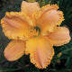 Garden Symphony Daylily