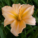 Grandest Moments - Daylily