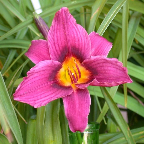 Grape Magic - Daylily